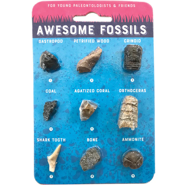 Awesome Fossils - Fossil Collection Card