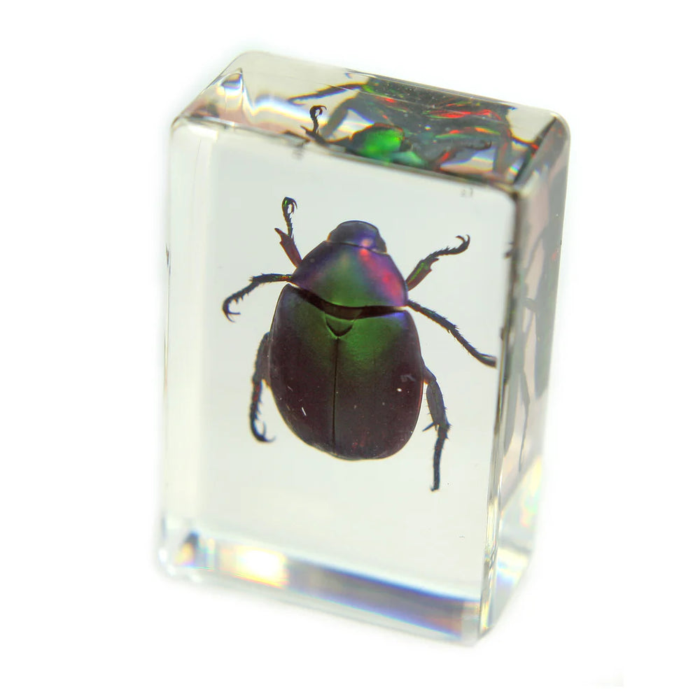 Chafer Beetle Paperweight