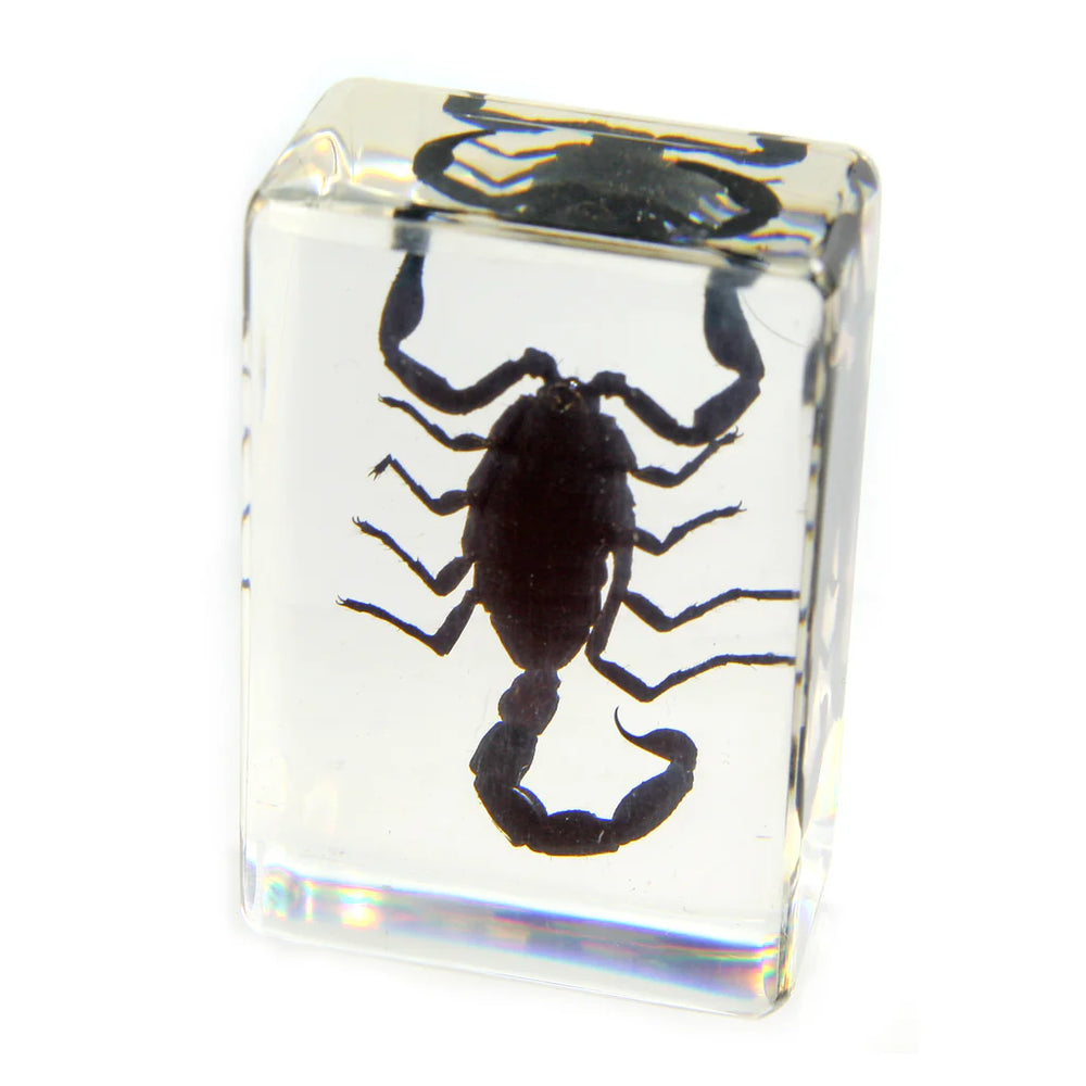 Scorpion Paperweight