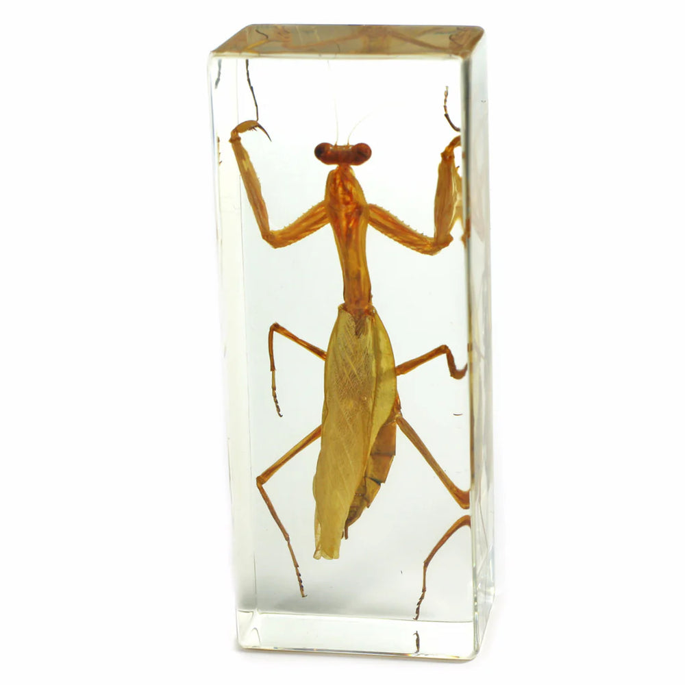 Praying Mantis Paperweight