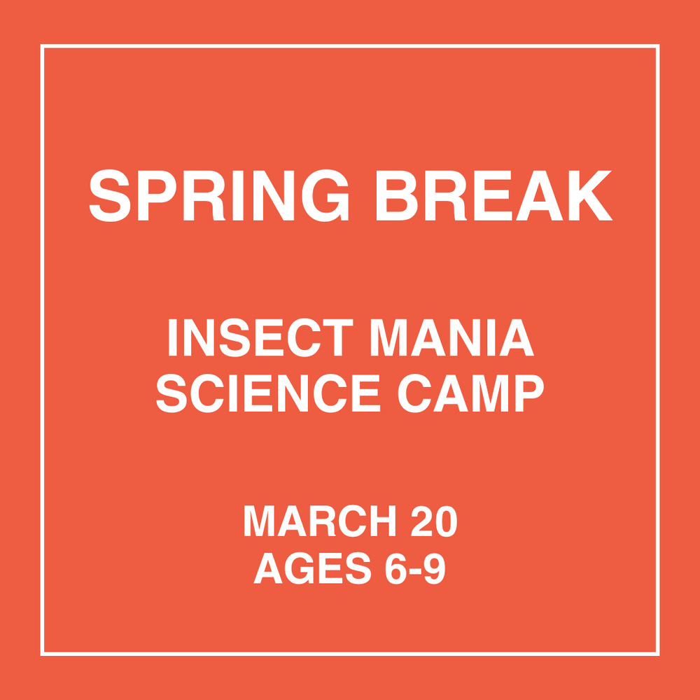 Insect Mania - March 20th