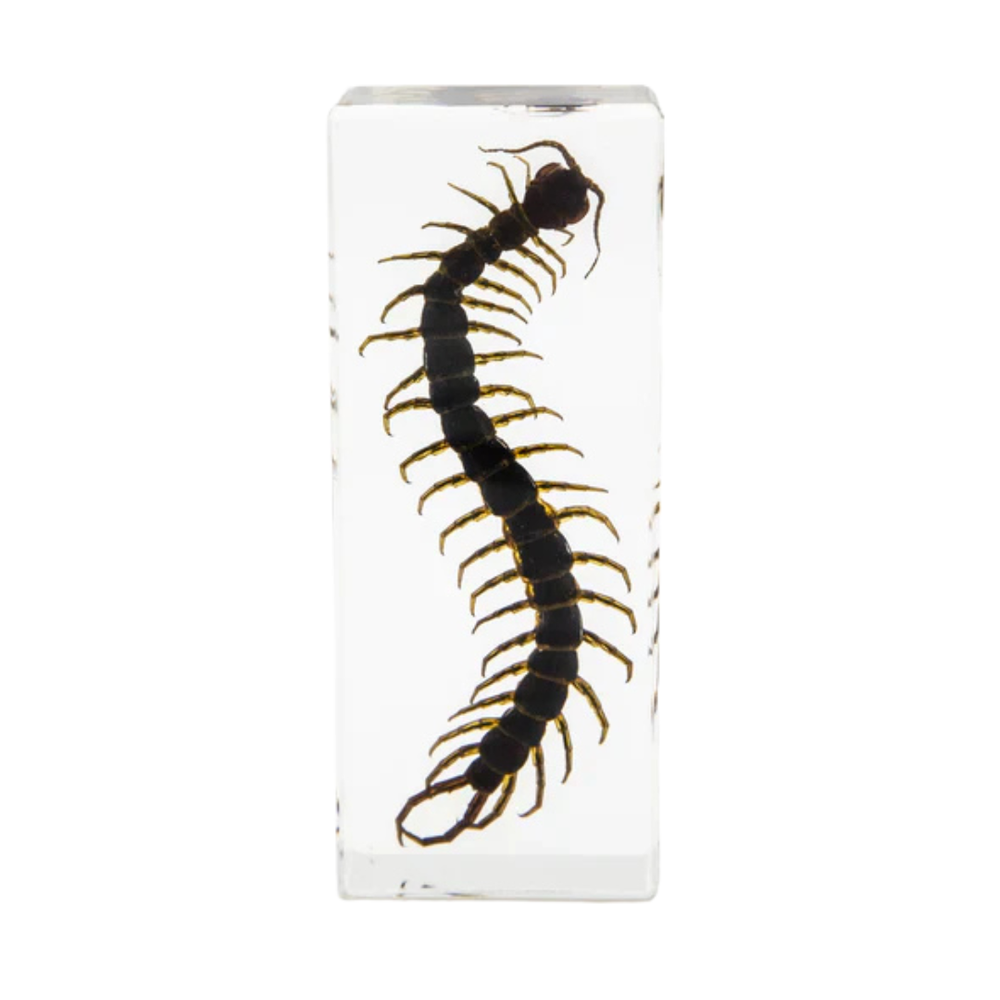 Centipede Paperweight